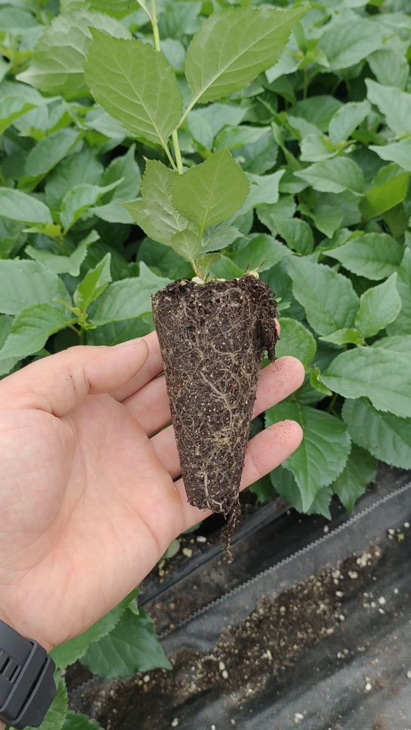 组培吉塞拉砧木苗根系爆满,现在定植,秋后嫁接!