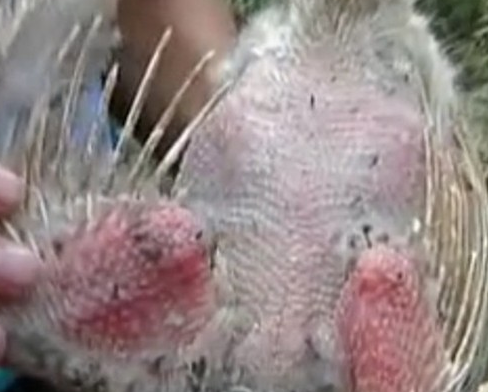 鸡身上有跳蚤吗