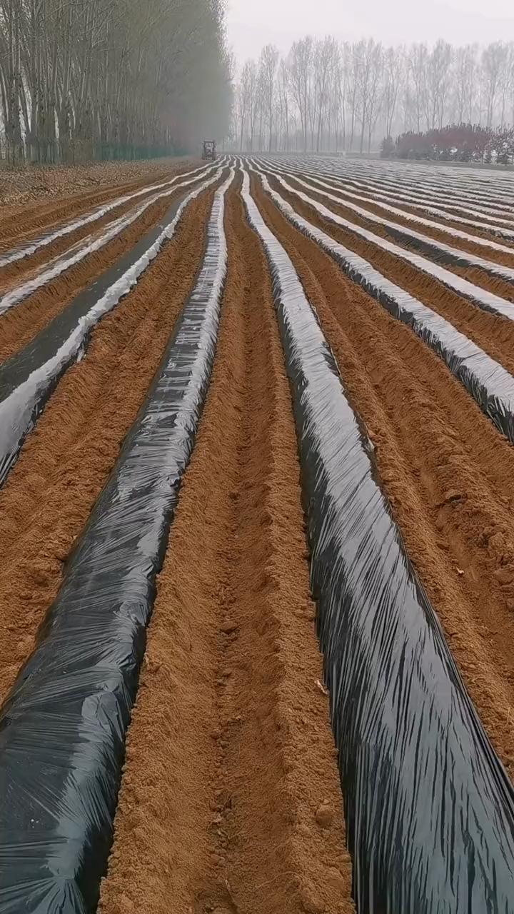 红薯滴灌技术的应用大家看看吧红薯滴灌当时方法红薯滴灌怎么铺设安装