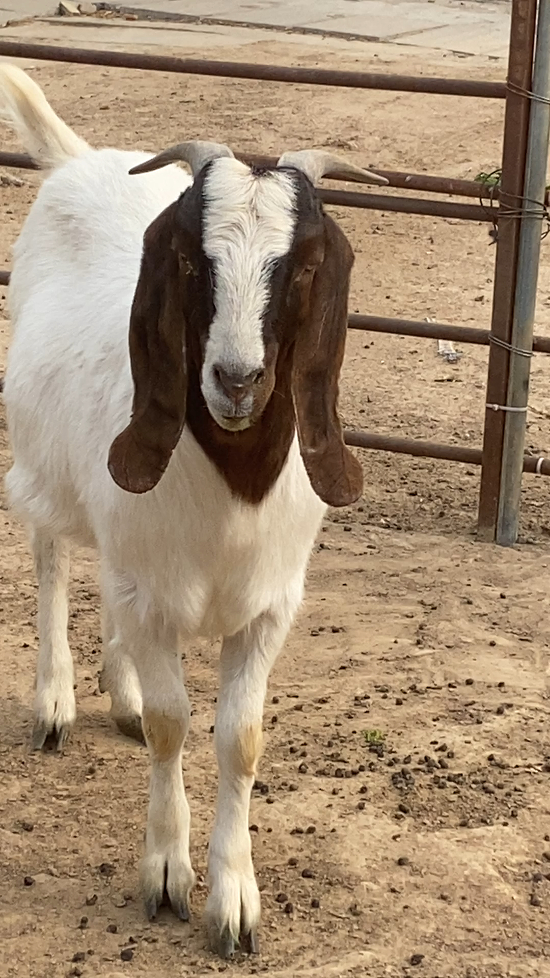 波尔山羊 精品波尔山羊