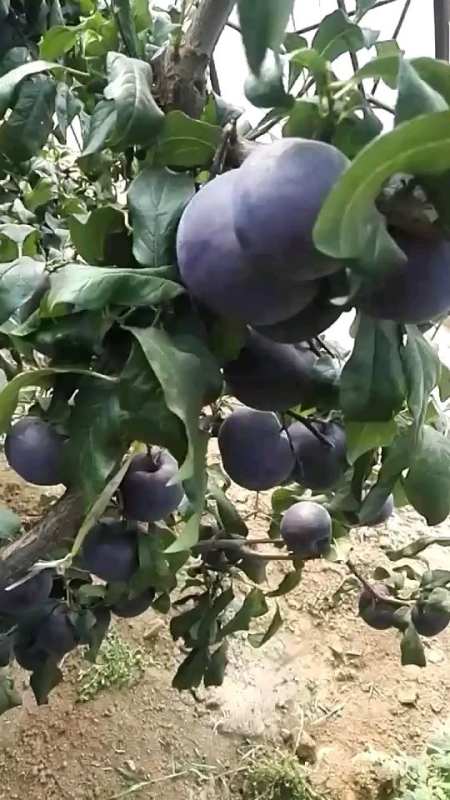 黑霸王李子苗,辽宁黑霸王李树苗