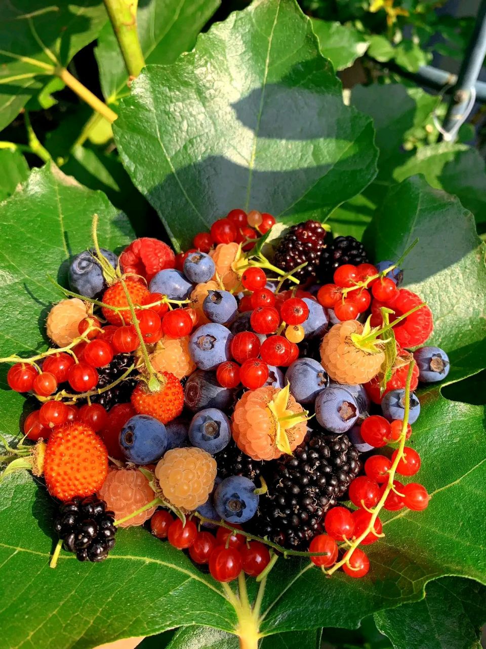 丰收的水果#摄影# #中国美景大赏