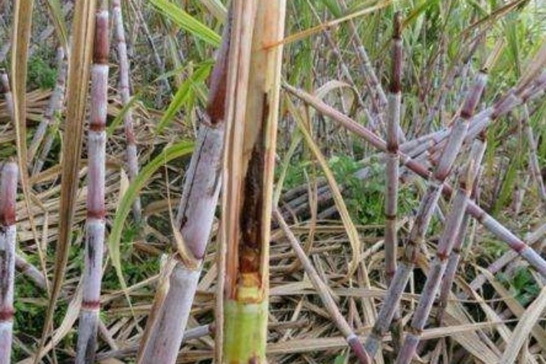 甘蔗梢腐病 - 2020年最新商品信息聚合专区 - 百度爱采购