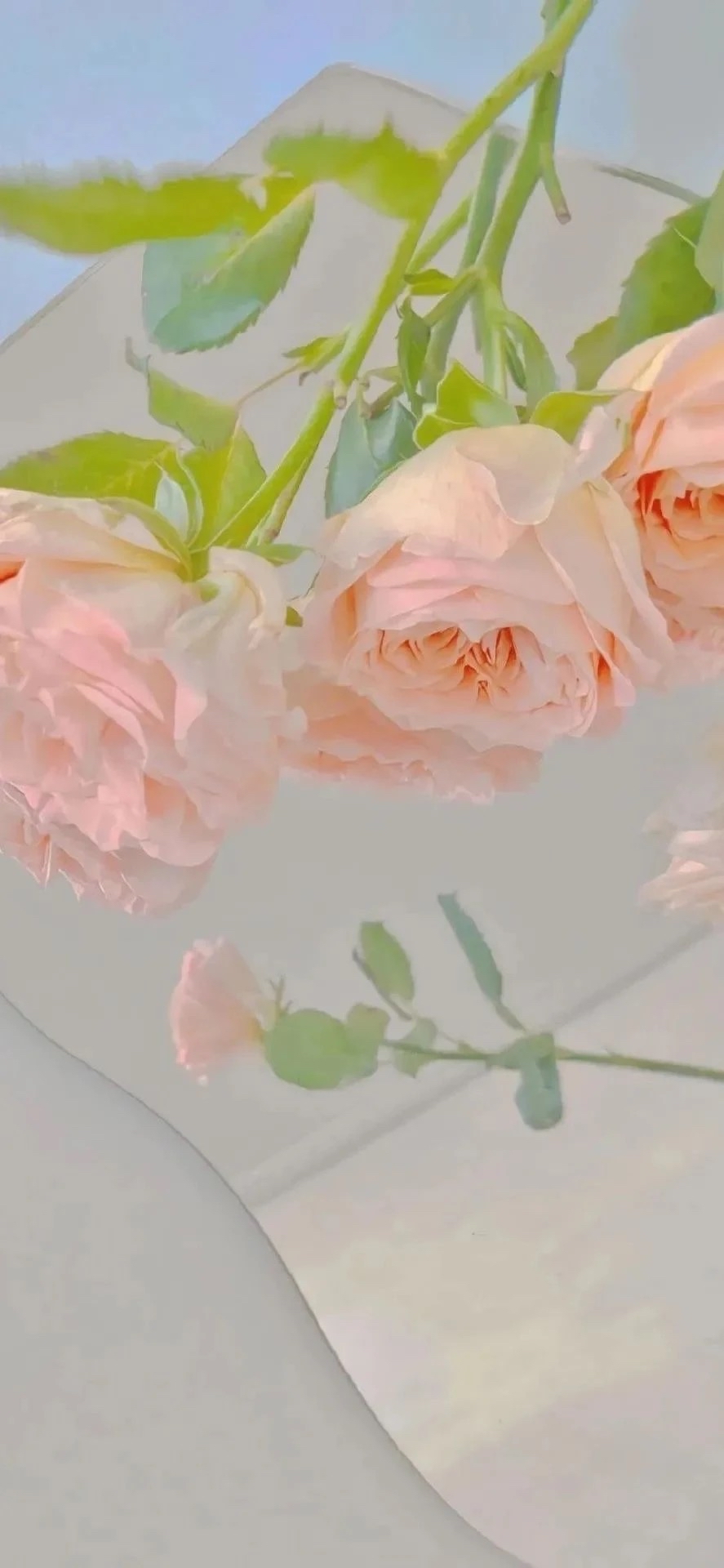 小清新花花壁纸