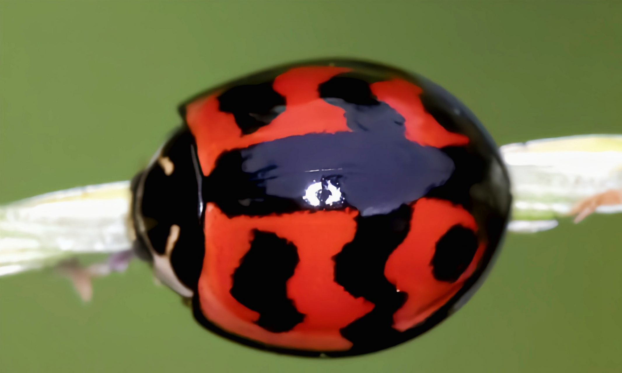 每天认识一种昆虫——六条瓢虫 六条瓢虫别名六斑月瓢虫,原产于亚洲