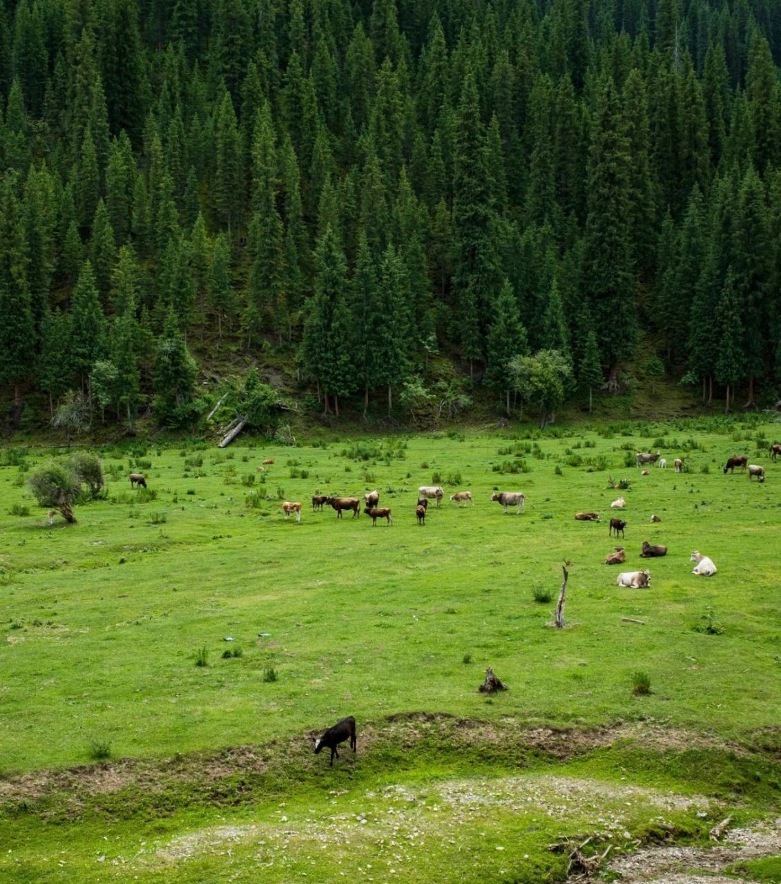 托乎拉苏大草原与那拉
