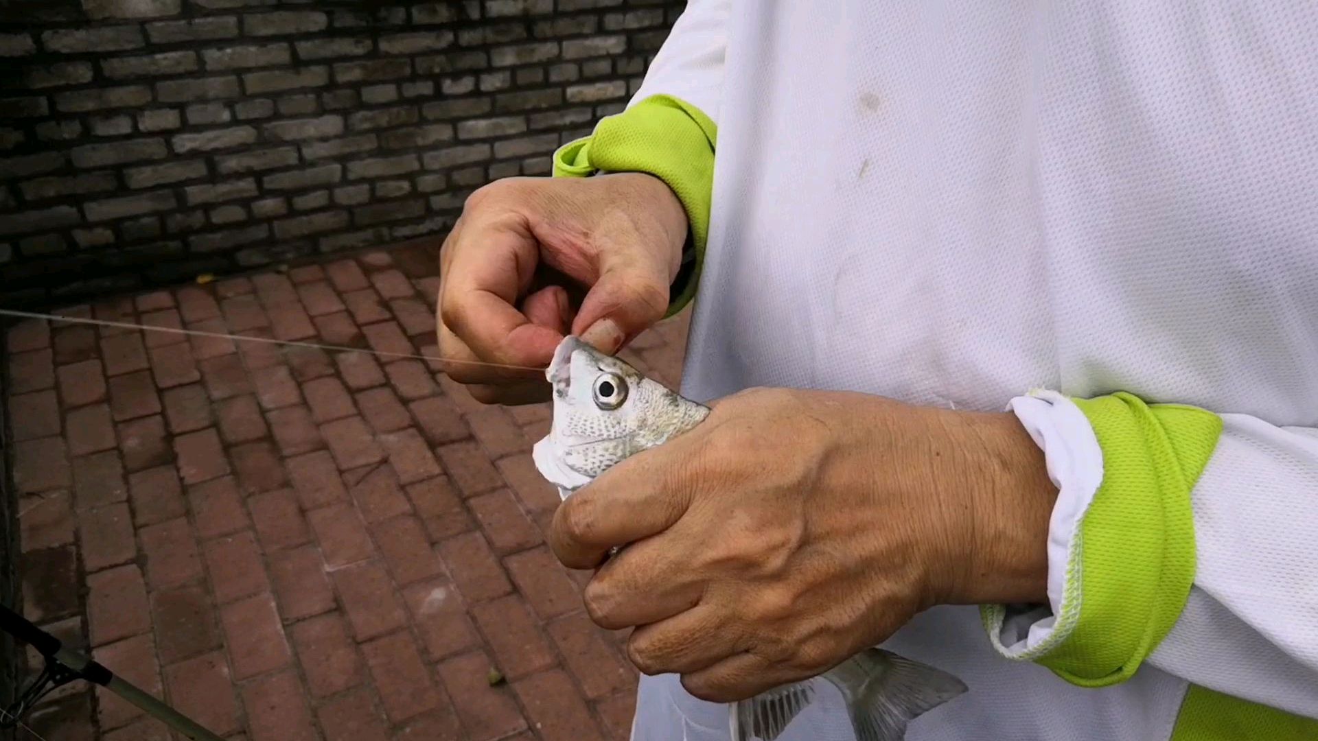 福建省福州市闽江口钓鲈鱼黑鲷