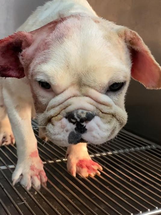 为了发泄情绪把狗吊在垃圾桶上,耳朵长满息肉,只能手术