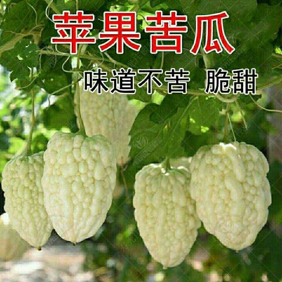 高颜值生吃型苦瓜,苦瓜界的"天花板":苹果苦瓜