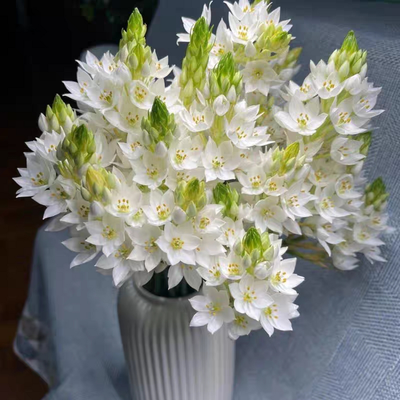 圣心百合,自下而上,不断开放,如阳光般温暖灿烂!