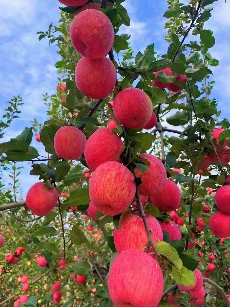 苹果成熟了,硕果累累