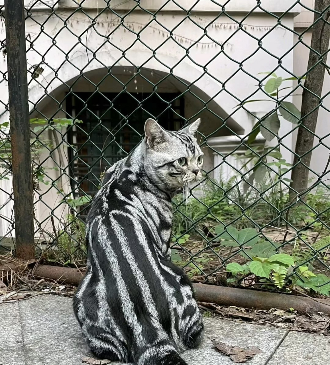 这猫是斑马的种吗?