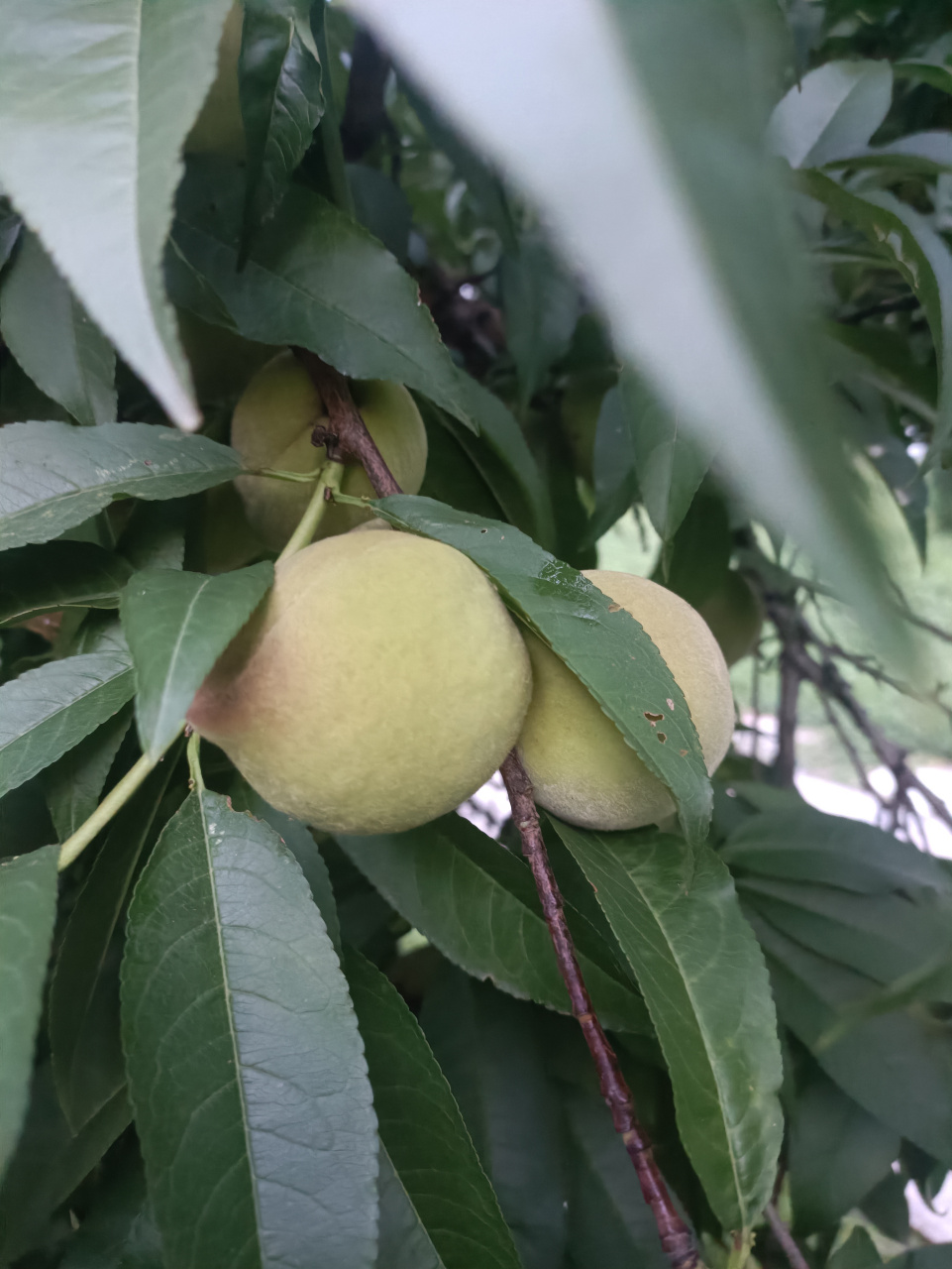 自然生长的野桃,看个头还是可以的,比一般的毛桃大的多,没人管理容易