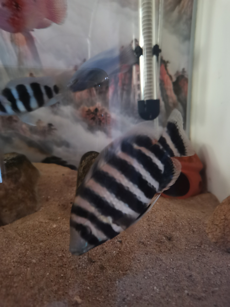 花鸟鱼虫基地# 都说十间鱼是观赏鱼三大嘴贱鱼之一,大家认为呢.