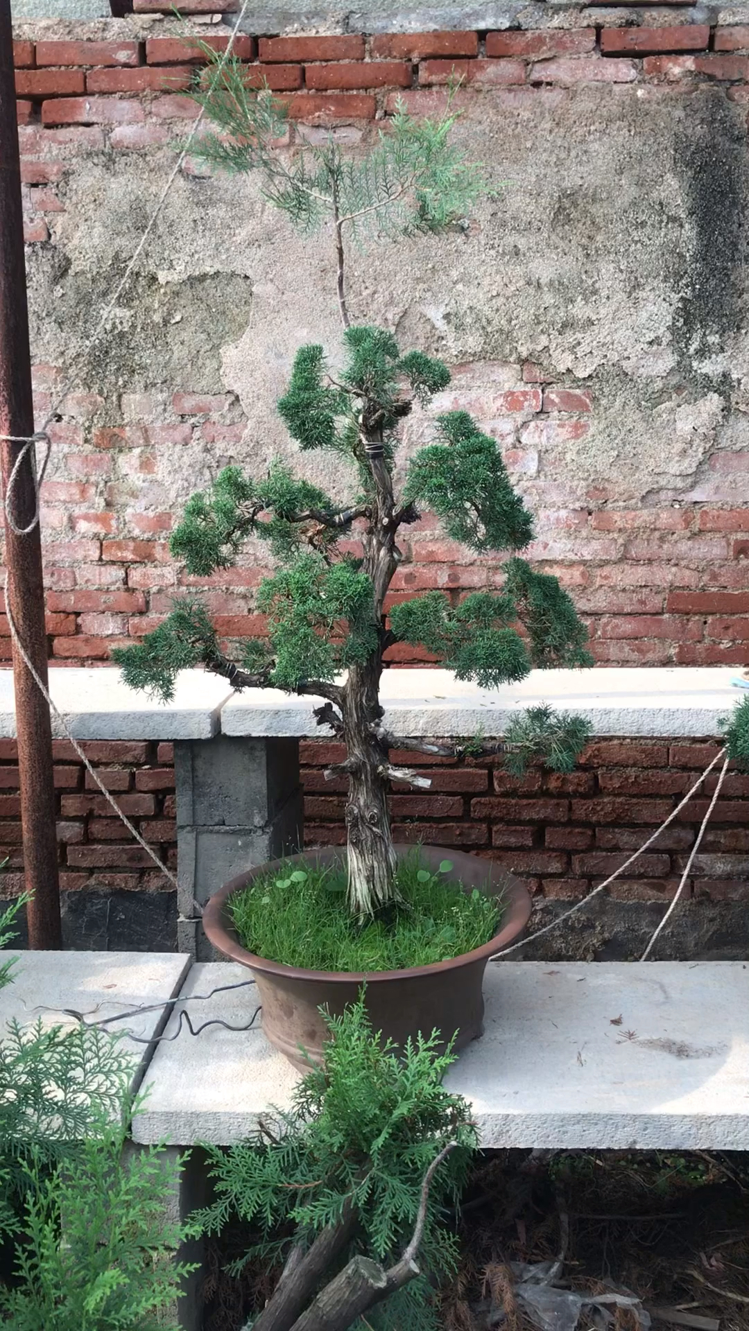 一棵文人,一棵双杆,还有几棵其他造型的纪州真柏盆景-度小视