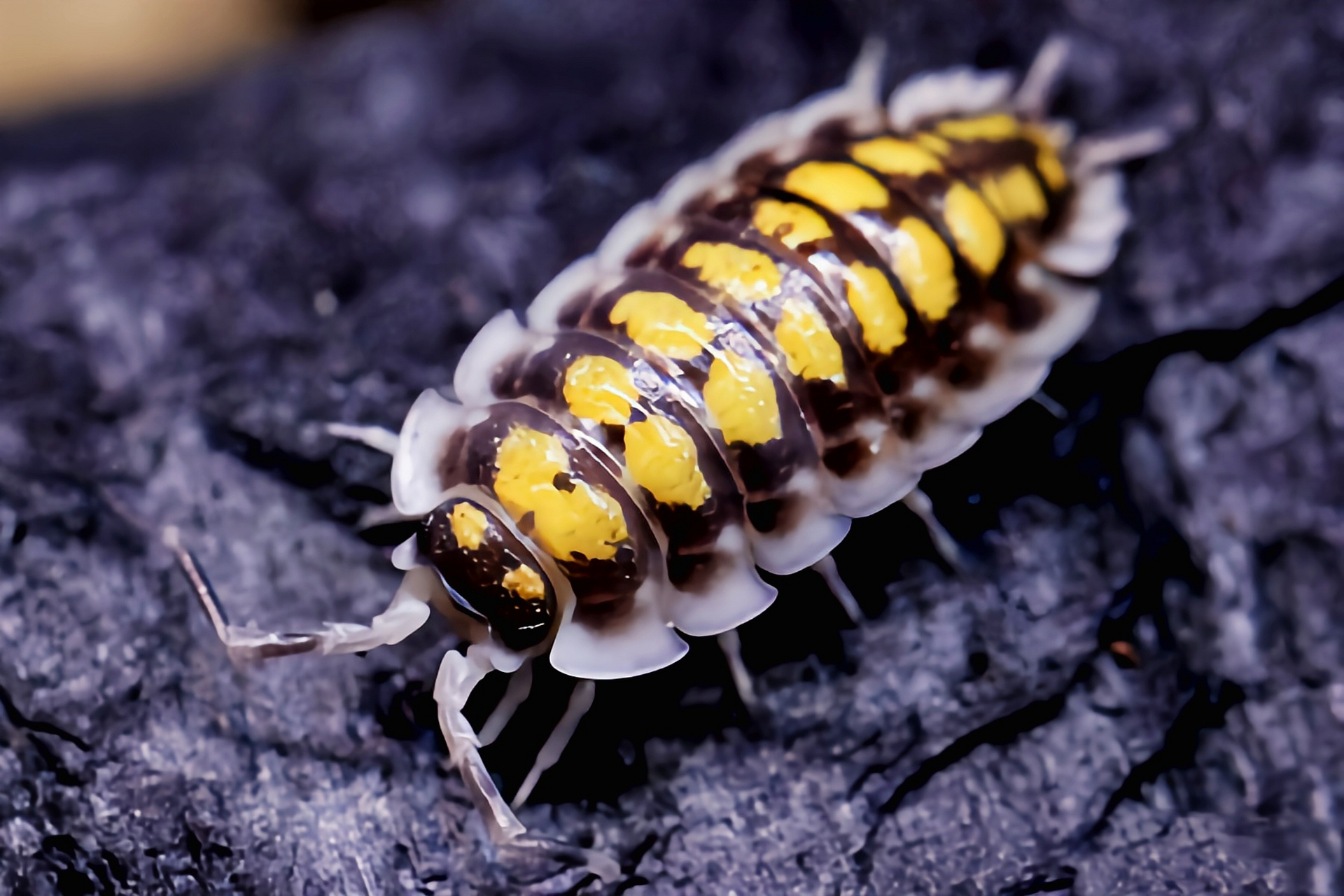 每天认识一种昆虫——黄带鼠妇 黄带鼠妇别名哈西鼠妇,西班牙黄带鼠妇