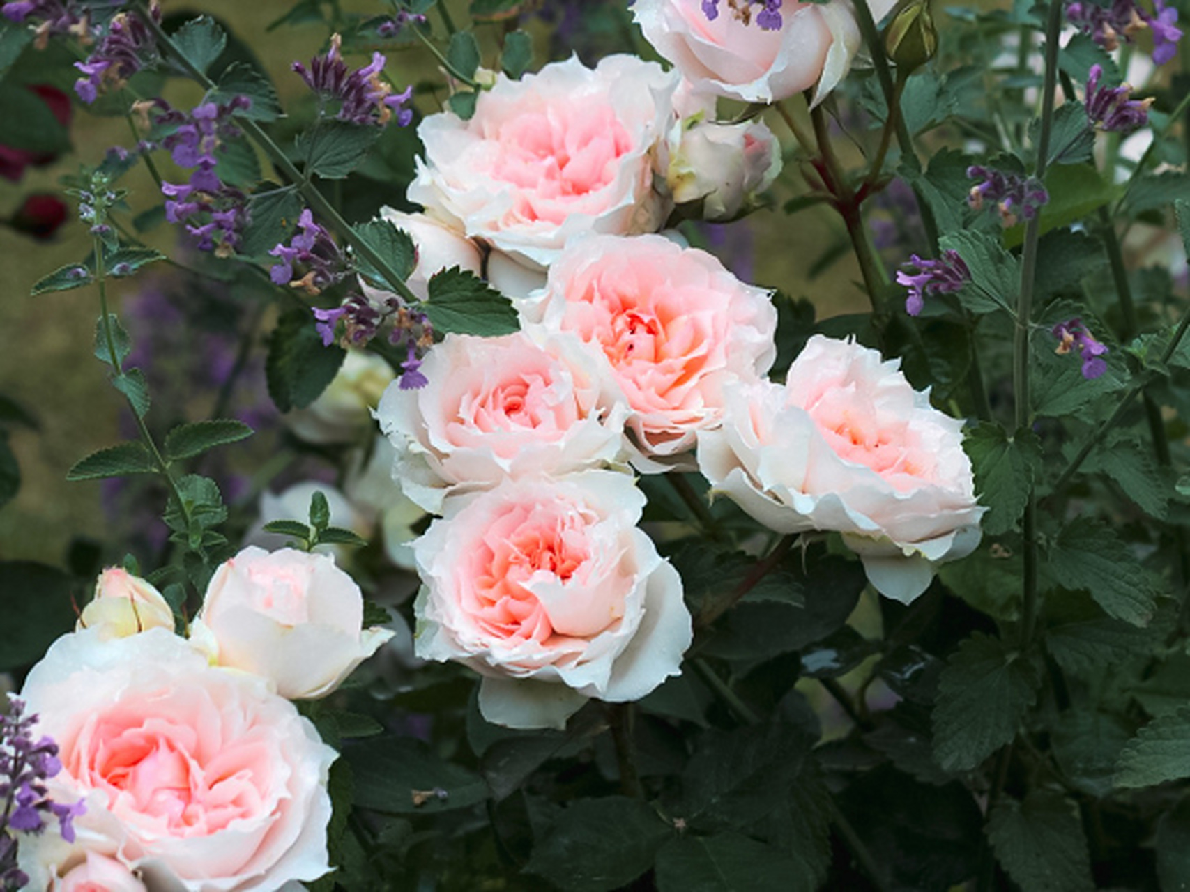 适合阳台种植的灌木切花月季—莫妮卡·戴维 73清淡的花色:粉白的