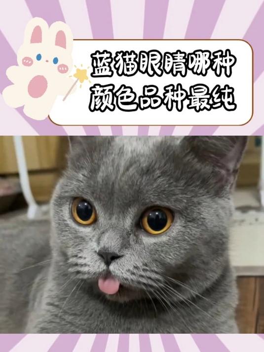 琥珀色眼睛蓝猫图片