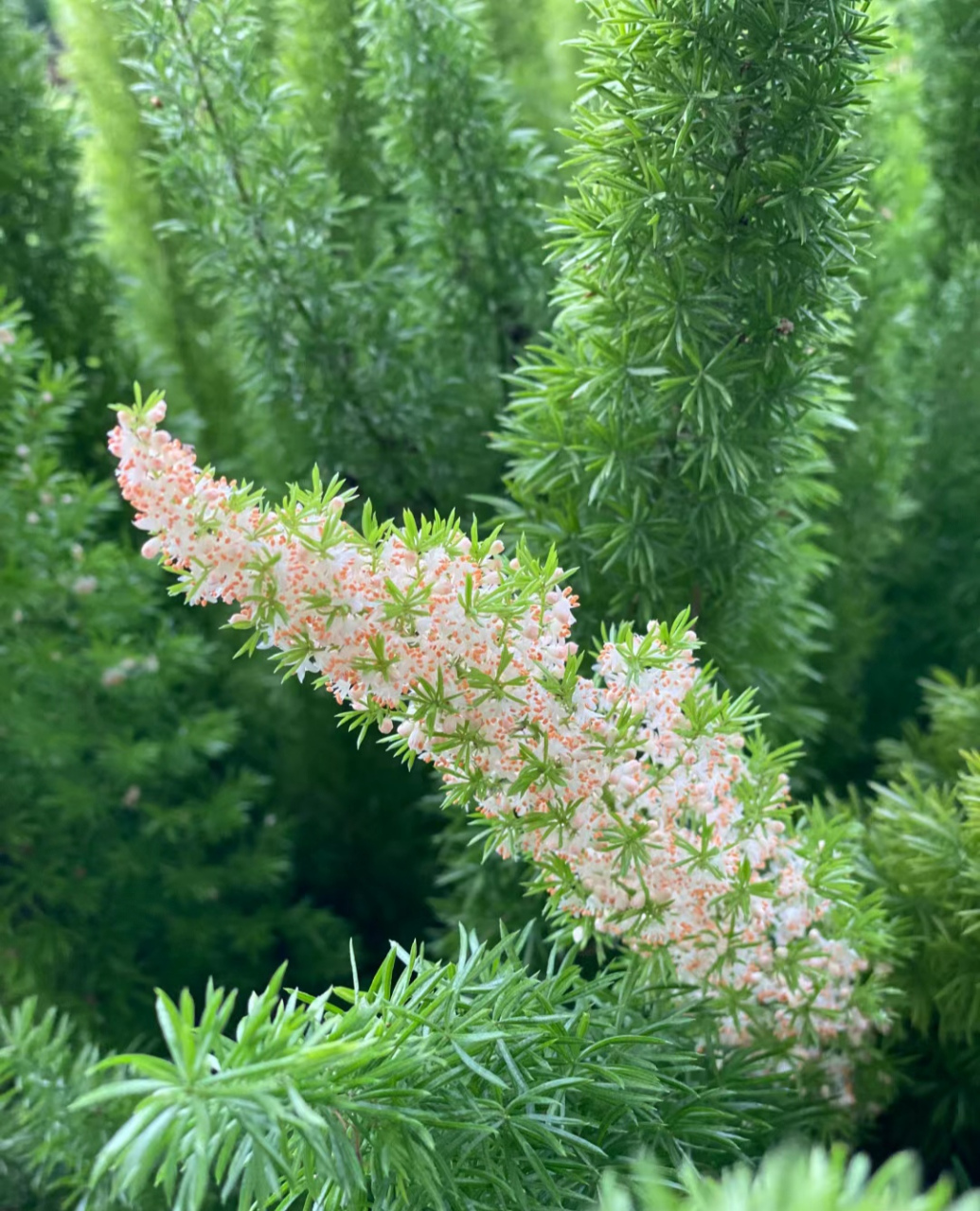 狐尾花来了   好漂亮