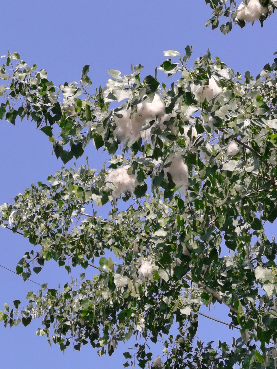 杨树开"棉花". 67(拍摄于渭南市西四路仓程路大市场)