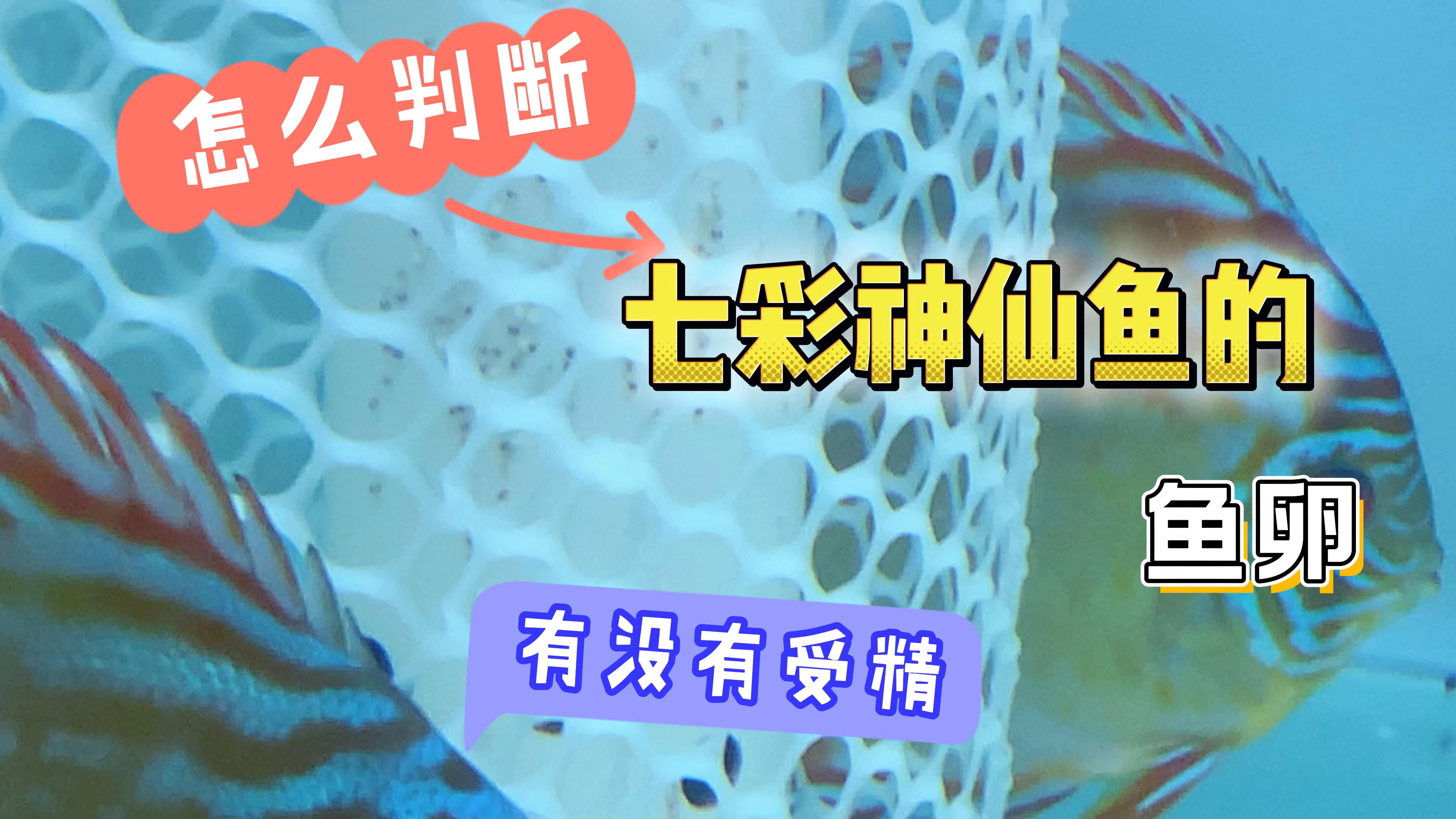怎么去判断七彩神仙鱼的鱼卵有没有受精。白卵和长毛的情况一样吗