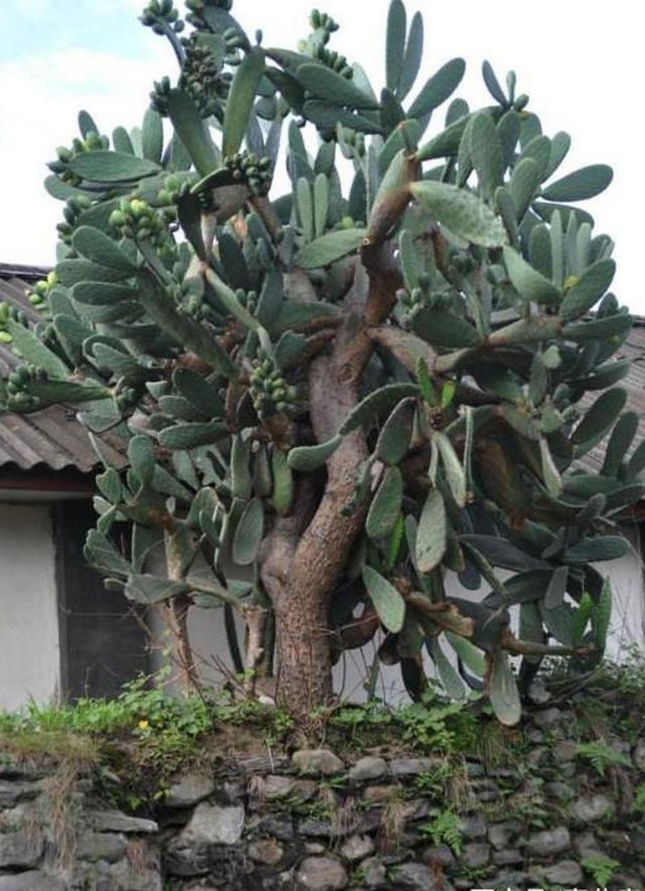 仙人掌长成树了,这是不是能不能吃?