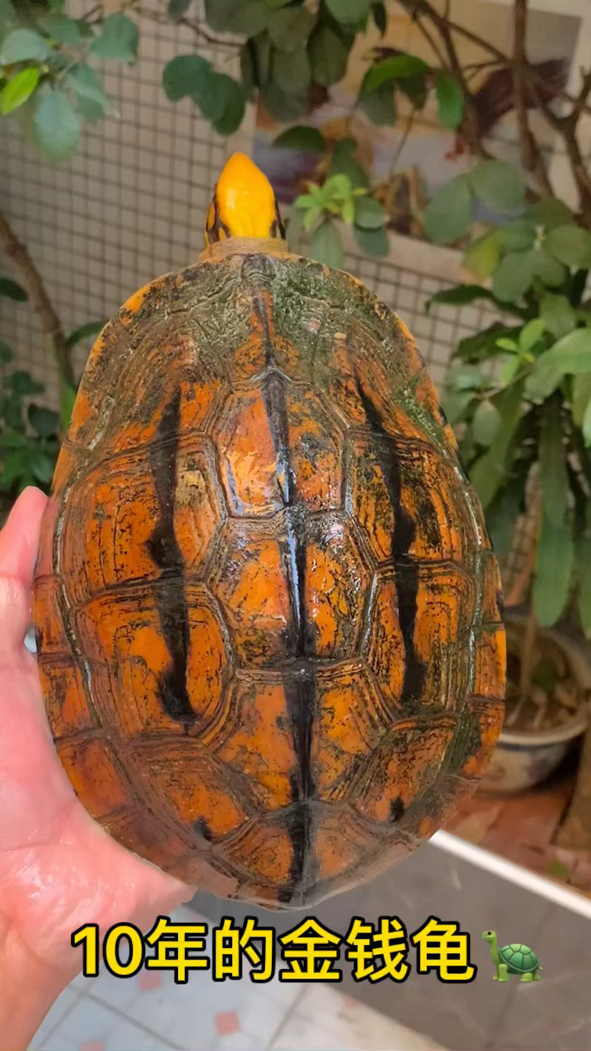 金钱龟十年的海南成熟金钱龟母