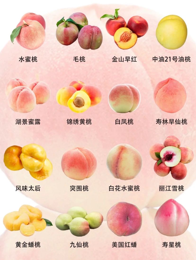 桃子的这些种类你都知道吗?(一)