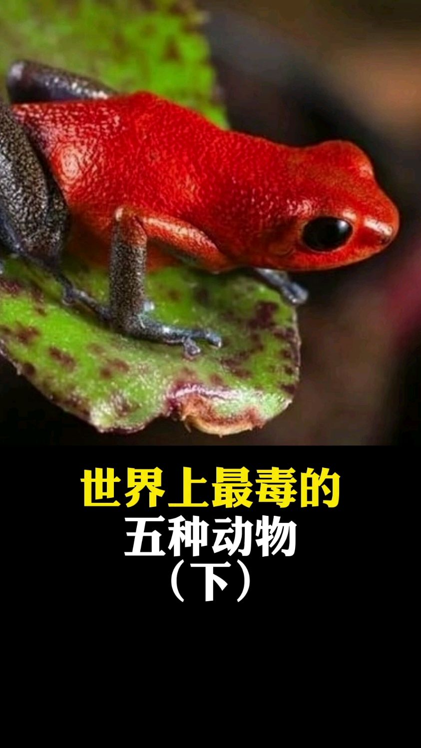 最可怕的动物名字图片