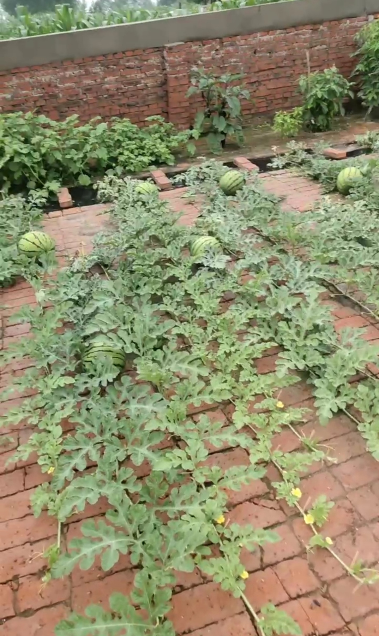 朋友真是个讲究人,看种的这西瓜真板正,我想说这种的不是西瓜是风景啊