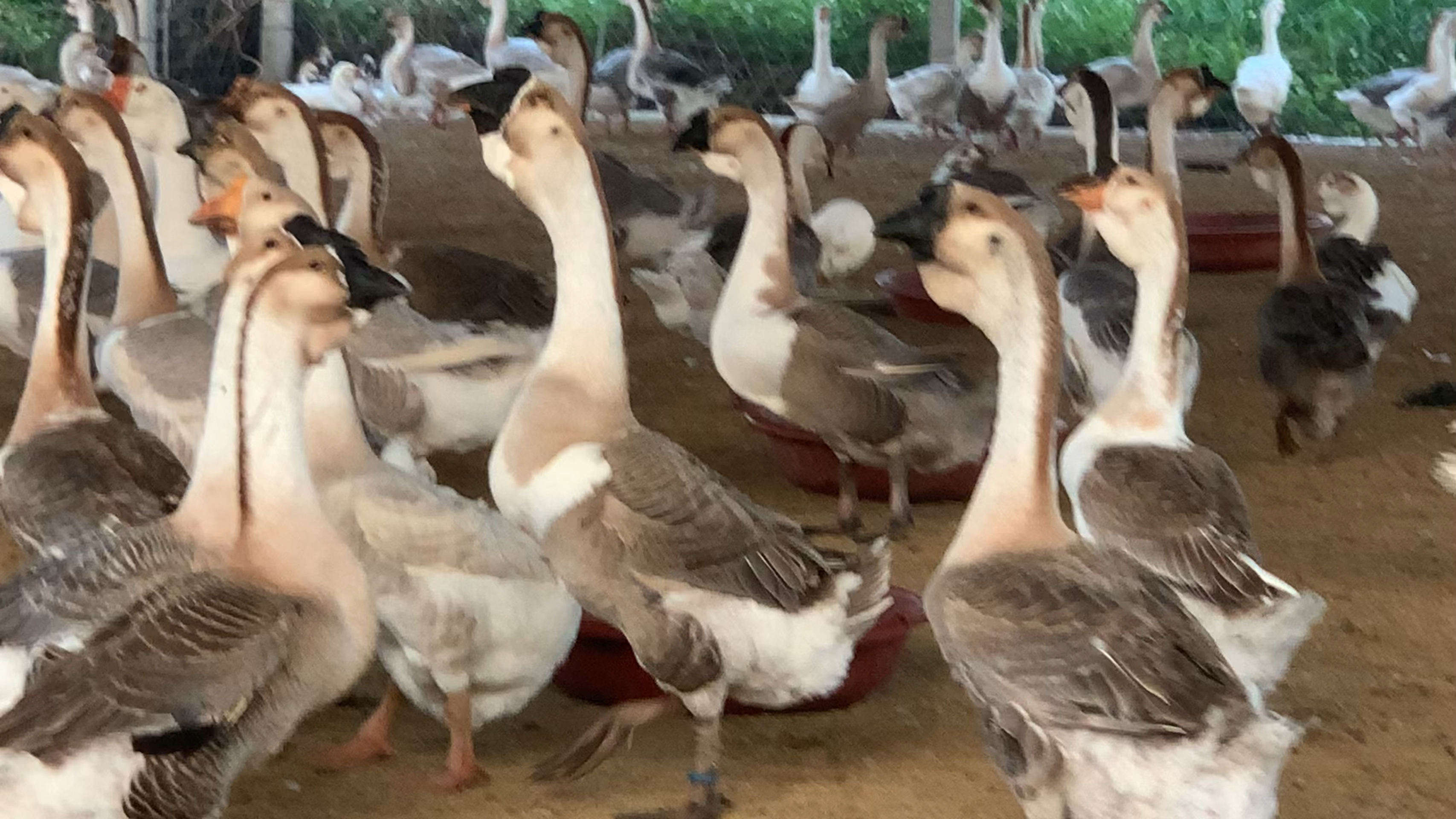 当五年狮头鹅卤熟鹅脖子价值上千以上,很多粉丝对这很惊讶