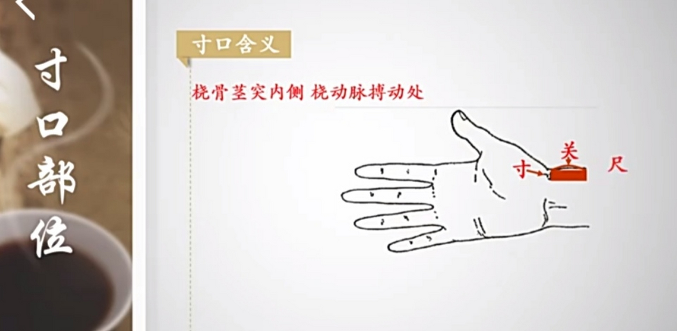 中医脉诊部位一一"寸关尺"分侯脏腑,独取"寸口"的原理