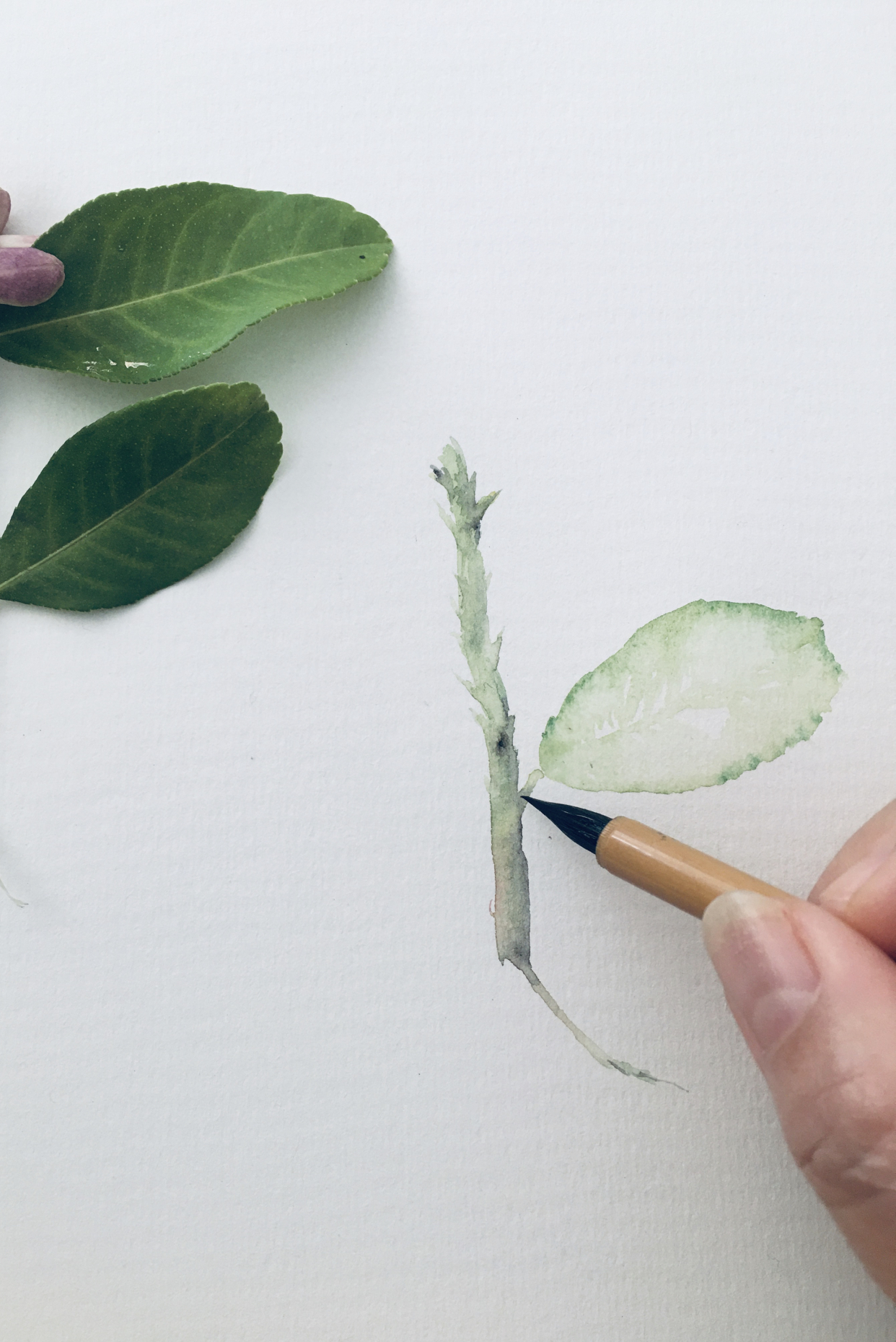 手绘清新淡雅的柠檬花,跟着步骤学,不怕学不会,快来看看吧