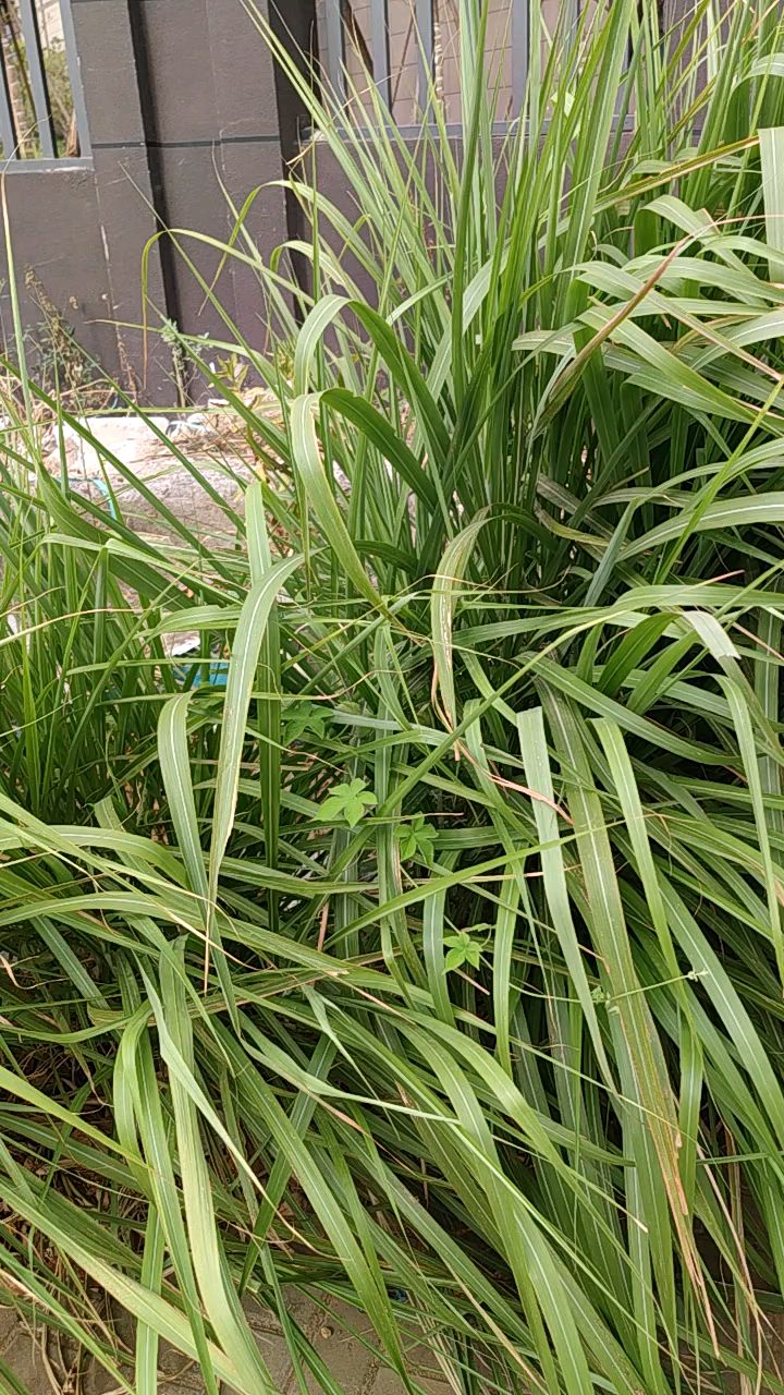 南昌的9月路边出现了一大株绿草生态环境真好