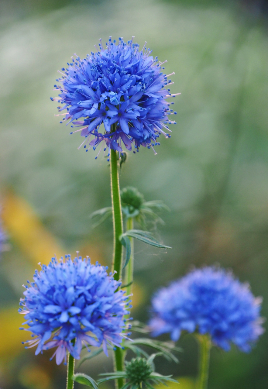 存图,球花吉利草(蓝色顶针花),现在翻出来看着好清凉～ 圓圓球形花!