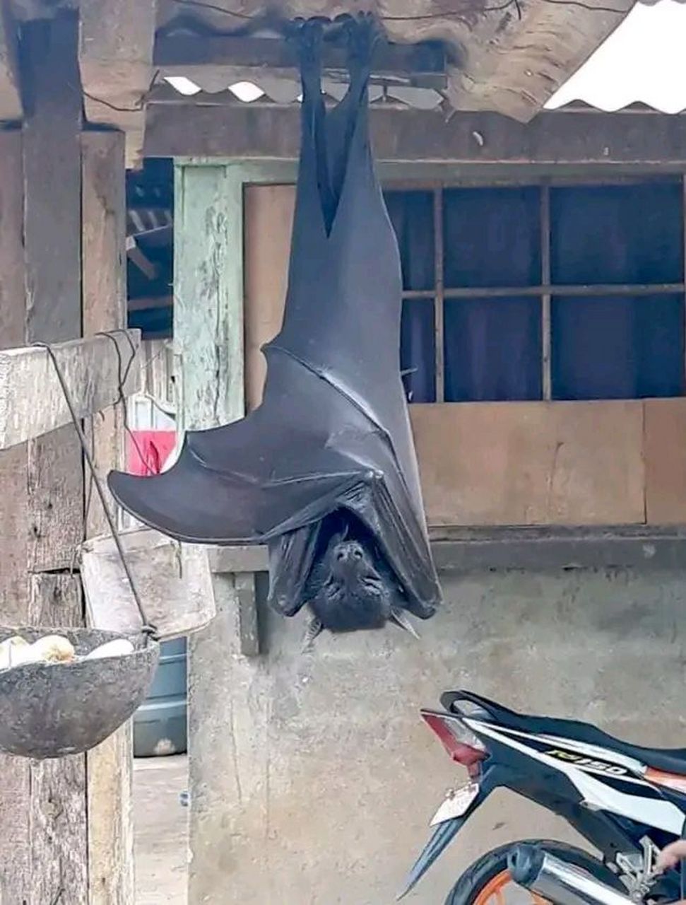 这种巨型蝙蝠是变异物种吗?