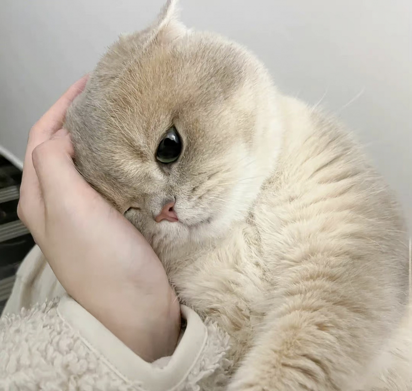 "  摸摸猫头,万事不愁 .  "