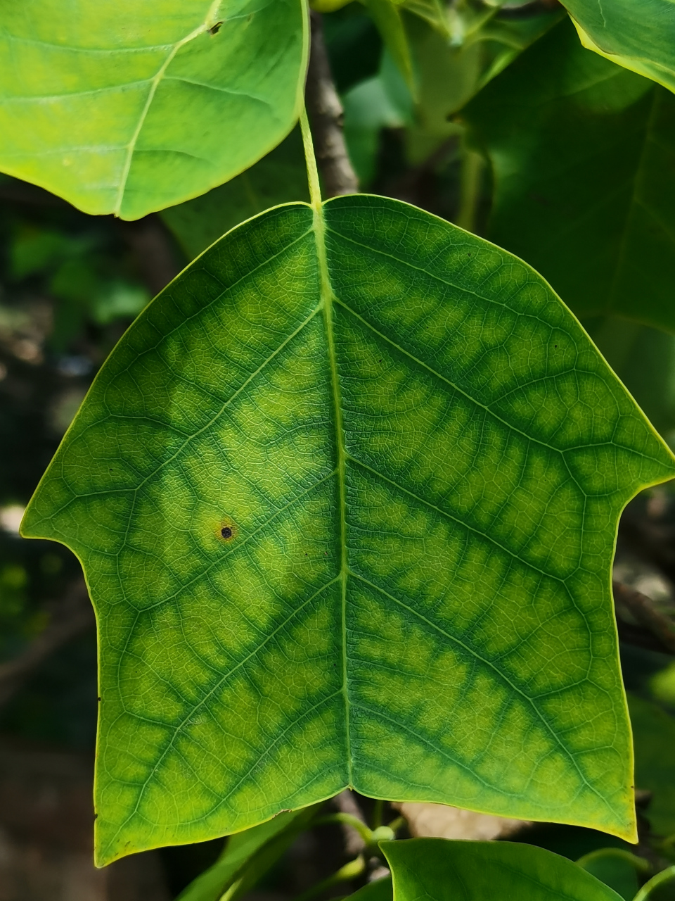 鹅掌楸  98别名:马褂木,双飘树 98木兰科鹅掌楸属乔木植物.