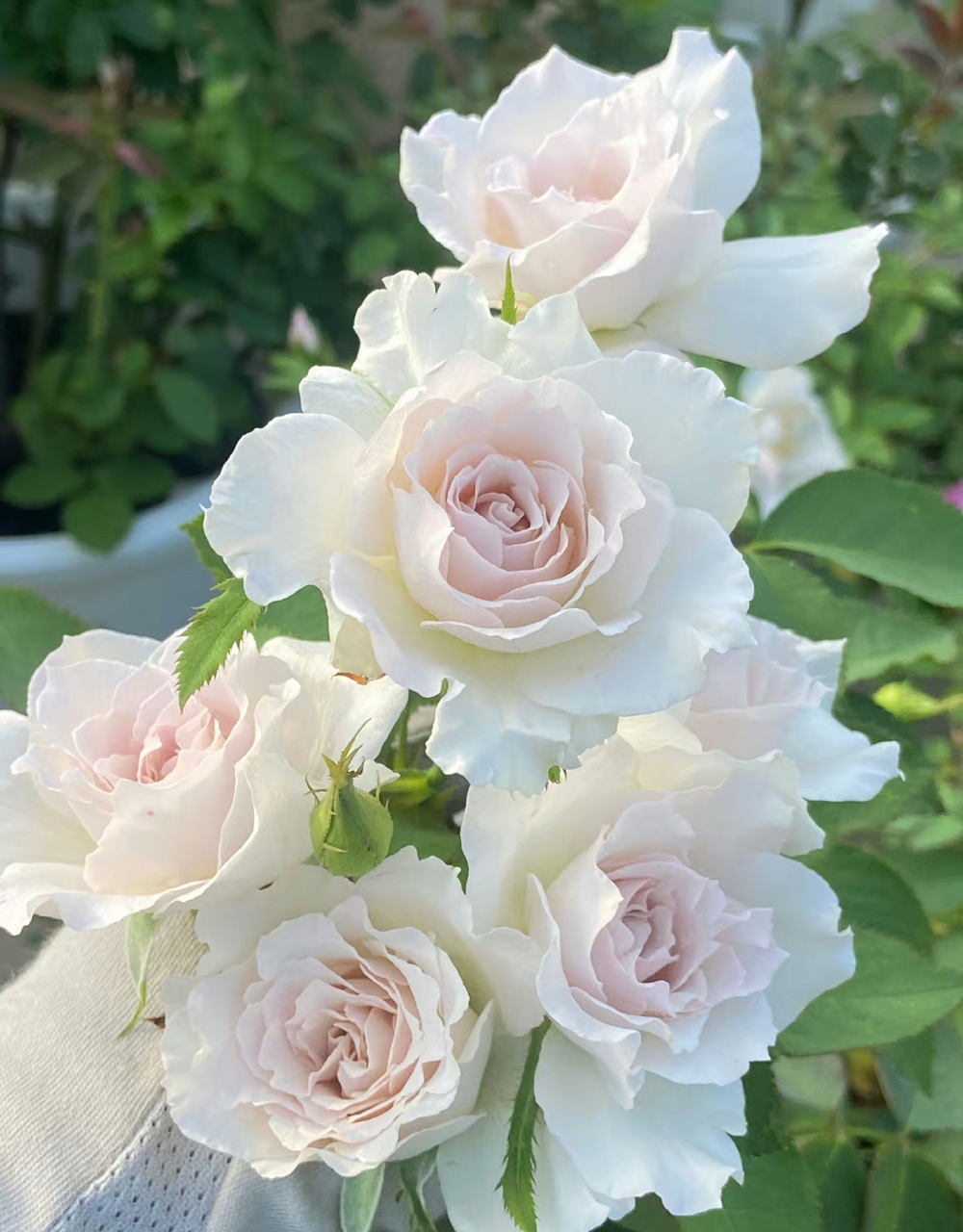 莎菲天使是日本河本纯子育种的一款月季,植株高度在120厘米左右,花朵