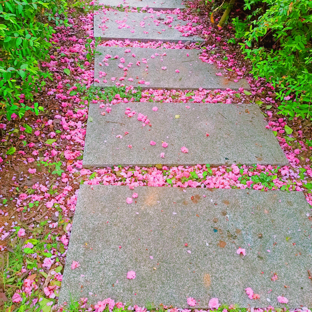 花朵图片大全 飘落图片