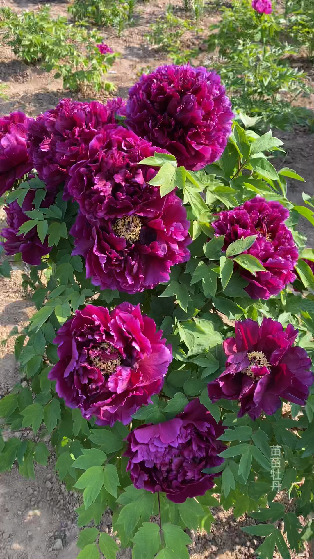 牡丹品种黑妞国色天香牡丹花