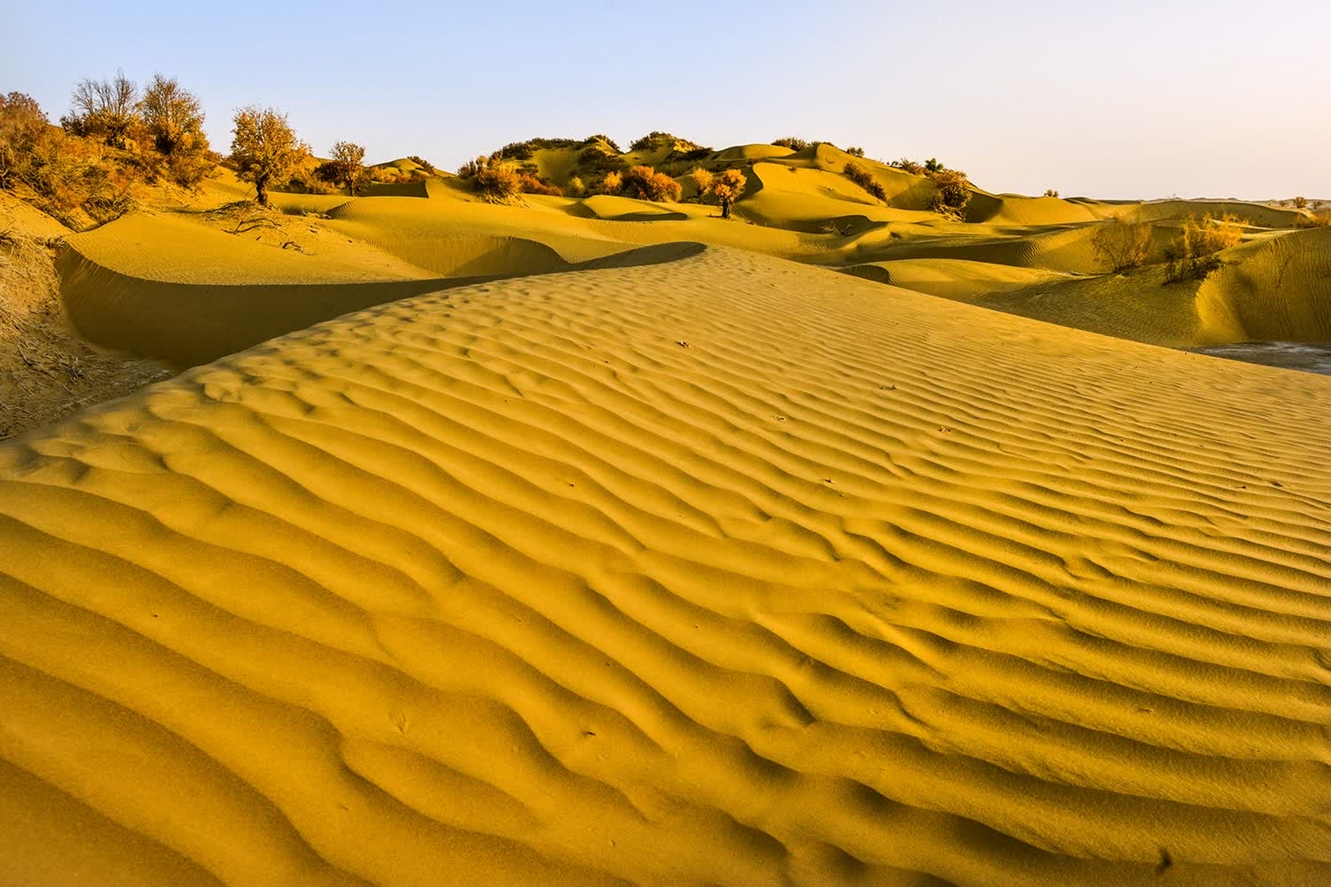 沙漠中的这棵孤独的胡杨,是大自然的奇迹,也是生命的守望者.