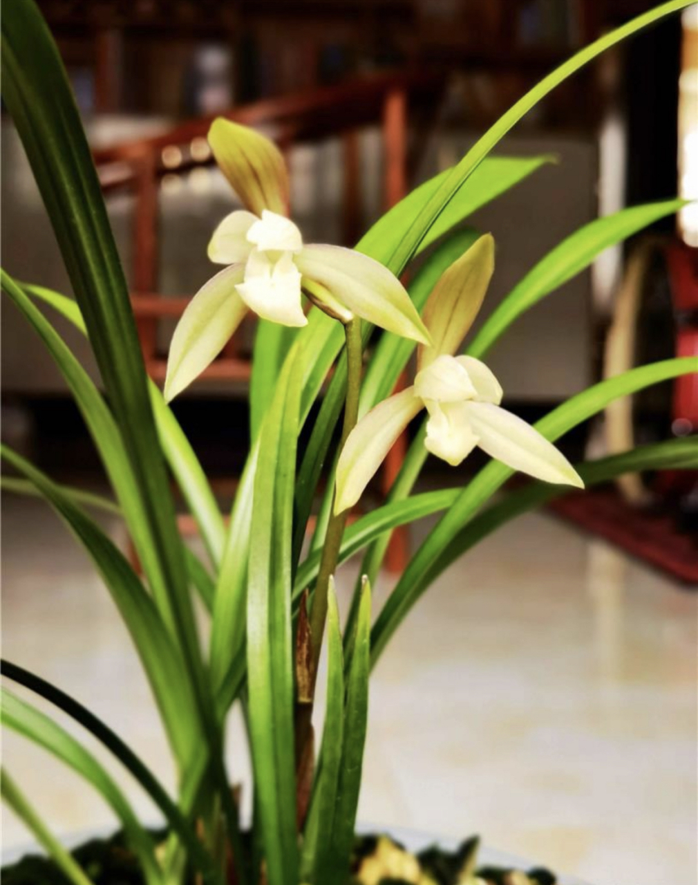 一号红壳素,各花入各眼!#兰花# #百家新知播