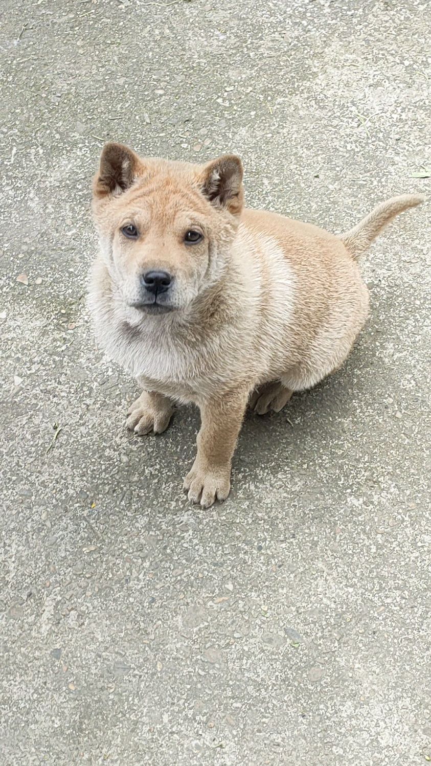 中华田园犬广西土狗战斗民族虎头小耳难得一见