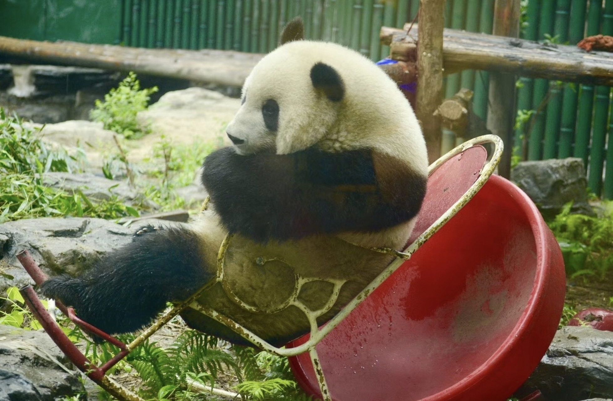 北京动物园历经几十载的红色摇摇椅[吃鲸] 据说几代大熊猫都玩过[二哈