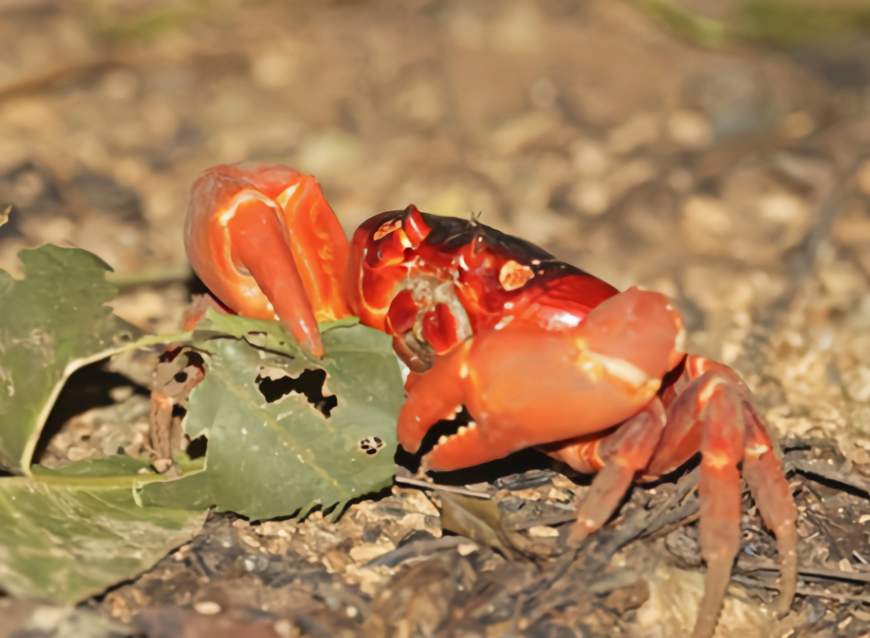 每天认识一种动物——圣诞岛红蟹 圣诞岛红蟹别名红