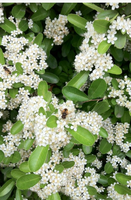 米兰花品种大全