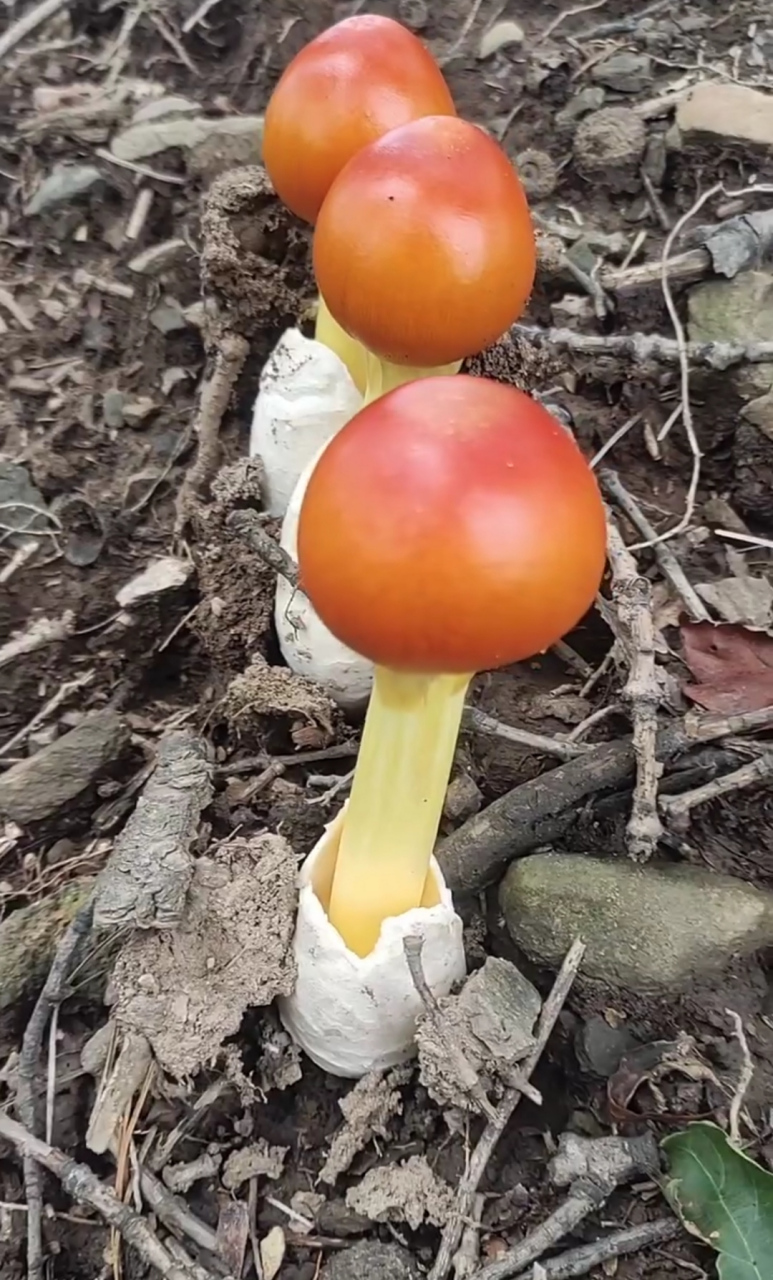 发现这样的蘑菇,真的好像鸡蛋,下面像蛋清,上面像蛋黄,这样的蘑菇能吃