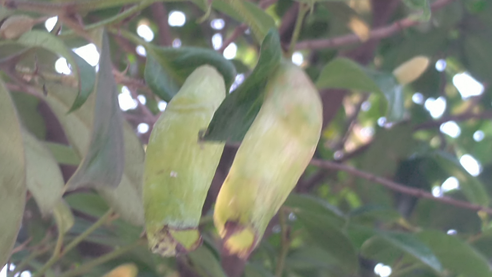 叶片上长了个大疙瘩?蚊母树的虫瘿,长大了像吊的个口袋!