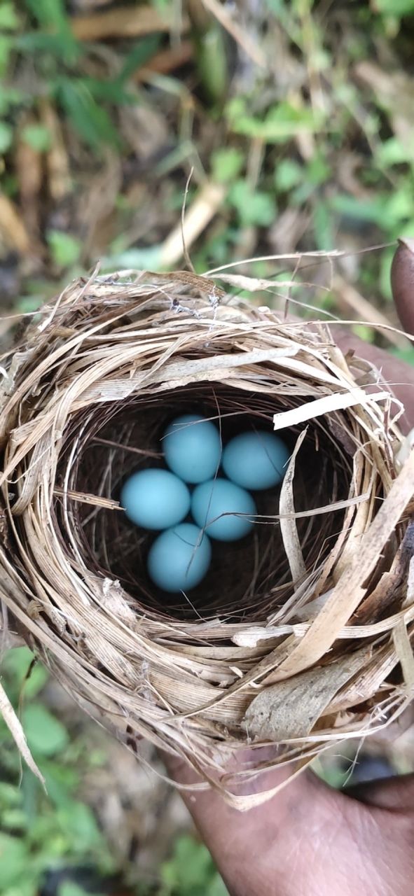 爬山看到的,有人说这是画眉蛋,是真的吗